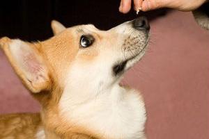 Дрессировка собак: как выработать навыки послушания у питомца?