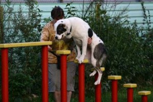 Дрессировка собак: как выработать навыки послушания у питомца?