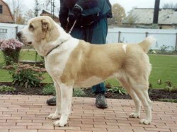 Породные особенности САО (алабая): правильный подход к воспитанию собаки