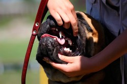 Учим собаку показывать зубы на выставке: научите питомца доверию!