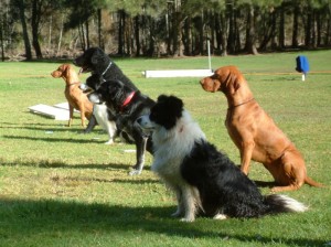 Обидиенс для собак: необходимое оборудование и практические рекомендации