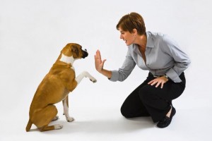 Как не стать жертвой своей собаки: важные правила воспитания питомца