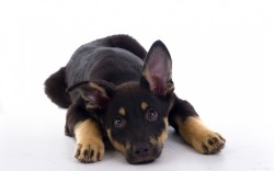 Передышка - один из способов дрессировки собак: эффективность проверена!