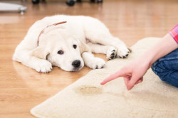 Как наказывать собаку: правила и рекомендации