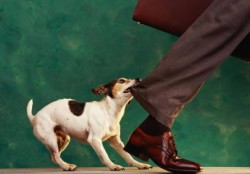 Как наказывать собаку: правила и рекомендации