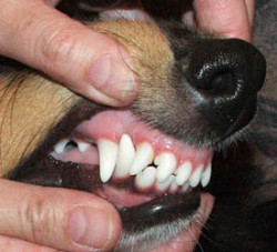 Учим собаку показывать зубы на выставке: научите питомца доверию!